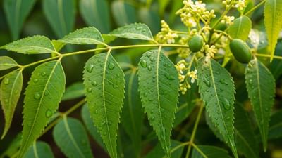 લીમડો એક ઔષધીય છોડ છે, જેના દરેક ભાગમાં આરોગ્ય માટે લાભદાયક ગુણધર્મો રહેલા છે. ખાસ કરીને લીમડાના પાનમાં એન્ટીબેક્ટેરિયલ, એન્ટિફંગલ અને એન્ટિવાયરલ તત્ત્વો મળી આવે છે, જે શરીરને વિવિધ ચેપ અને સંક્રમણોથી સુરક્ષિત રાખવામાં મદદરૂપ થાય છે. જો દરરોજ સવારે ખાલી પેટે લીમડાના થોડા પાન ચાવવામાં આવે, તો તે અનેક શારીરિક તકલીફોને દૂર રાખવામાં ફાયદાકારક સાબિત થઈ શકે છે. હવે જાણીએ કે કયા લોકોને તેનો ઉપયોગ કરવો જોઈએ અને તેને યોગ્ય રીતે કેવી રીતે સેવન કરવું જોઈએ. ( Credits: AI Generated )