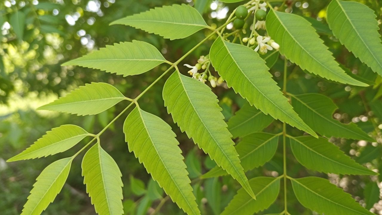Consume neem leaves on an empty stomach in the morning, 7 amazing Health Benefits