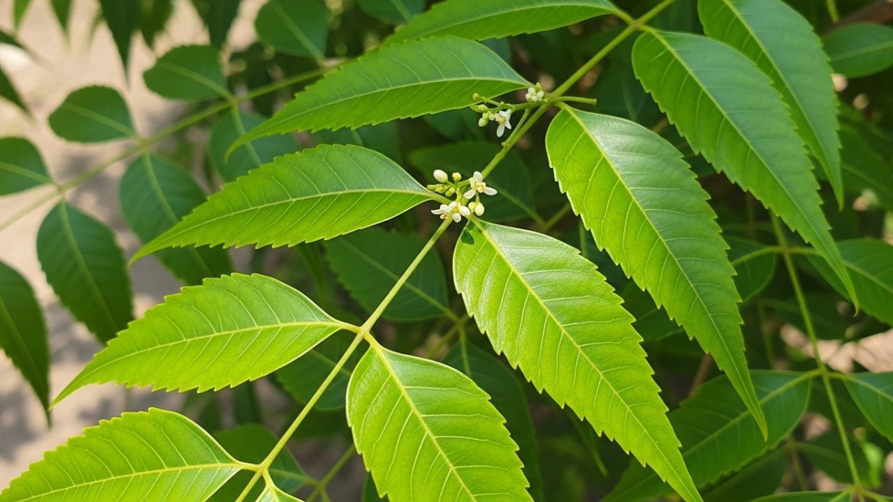 Consume neem leaves on an empty stomach in the morning, 7 amazing Health Benefits