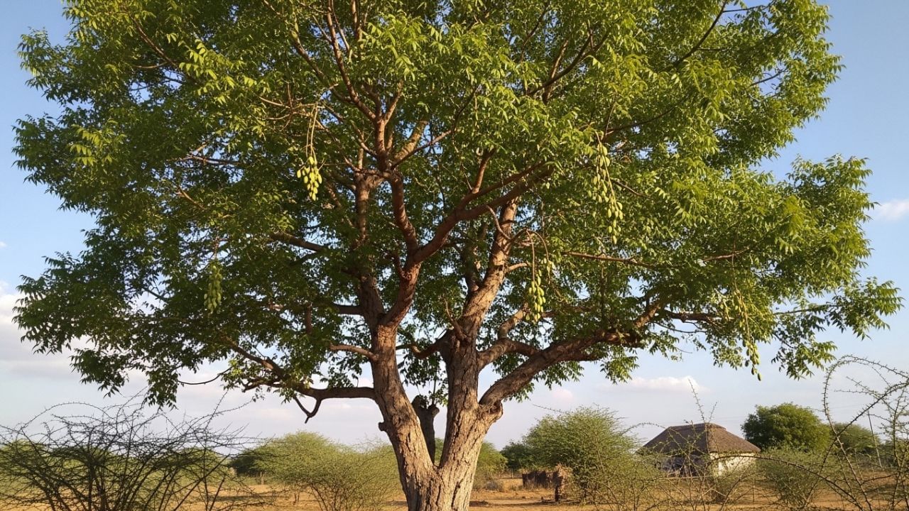 હિન્દુ ધર્મમાં, લીમડાના ઝાડના લાકડાનો ઉપયોગ કરીને હવન કરવાથી વાસ્તુ દોષ દૂર થાય છે, પરિવારમાં શાંતિ અને સુખ આવે છે અને પૂર્વજોના શાપથી રાહત મળે છે. વધુમાં, ઘરમાં લીમડાના પાન ધુમ્રપાન કરવાથી નકારાત્મક ઉર્જાનો નાશ થાય છે.