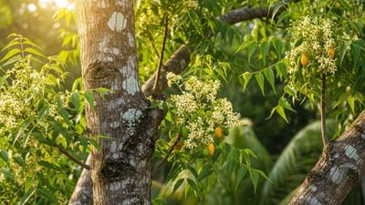 સનાતન ધર્મમાં ઘણા છોડને પવિત્ર માનવામાં આવે છે. તુલસી, પીપળ, વડ, કેળા અને બાલ સૌથી મુખ્ય છે. આ છોડ ધાર્મિક અને સાંસ્કૃતિક મહત્વ ધરાવે છે અને વિવિધ તહેવારો અને ધાર્મિક વિધિઓ દરમિયાન તેમની પૂજા કરવામાં આવે છે. પરંતુ શું તમે જાણો છો કે ઘરની આસપાસ કે ઘરની બહાર લીમડાનો છોડ હોય તો તે શુભ છે કે અશુભ? ચાલો જાણીએ