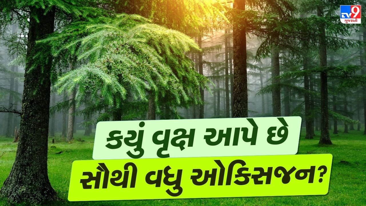 કોઈપણ વૃક્ષ કેટલું ઓક્સિજન આપે છે તે તેના પર્યાવરણીય પરિબળો પર આધારિત છે. વૃક્ષના પાંદડાની સંખ્યા અને કદ જેટલું મોટું હશે, તેટલો વધારે પ્રકાશસંશ્લેષણ થશે અને વધુ ઓક્સિજન ઉત્પન્ન થશે. ઉપરાંત, વૃક્ષની ઉંમર અને કદ પણ મહત્વના છે,  પુખ્ત અને ફૂલી-ફાલી ગયેલા વૃક્ષો નાના છોડની તુલનામાં ઘણું વધુ ઓક્સિજન બનાવે છે. વૃક્ષ જ્યાં ઉગે છે તે જમીનની ગુણવત્તા, પાણીની ઉપલબ્ધતા અને સૂર્યપ્રકાશનું પ્રમાણ પણ ઓક્સિજન ઉત્પન્ન કરવાની ક્ષમતા પર અસર કરે છે.