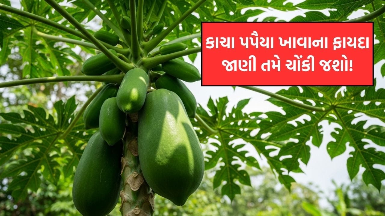 શું તમે જાણો છો કાચા પપૈયા ખાવાથી શું થાય ? તેના આશ્ચર્યજનક ફાયદાઓ ...