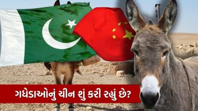 પાકિસ્તાન પાસેથી ખરીદેલા 200,000 ગધેડાઓનું ચીન શું કરી રહ્યું છે? જાણીને ચોંકી જશો