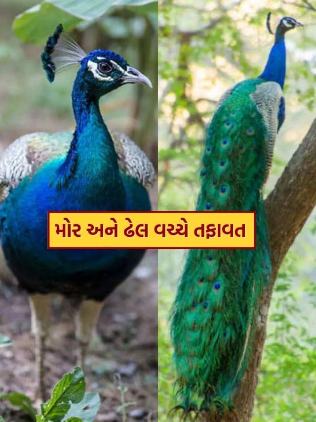 મોર અને ઢેલની વચ્ચે સૌથી મોટો તફાવત શું છે? જાણી ને ચોંકી જશો