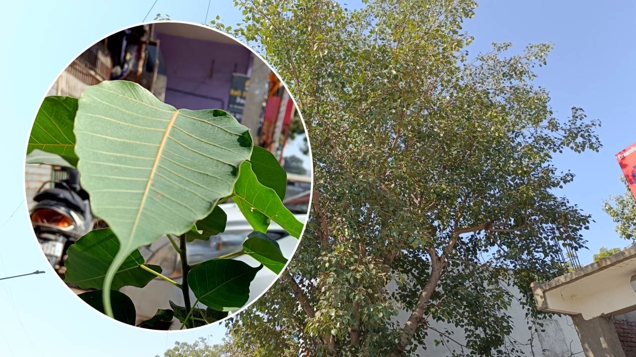 પીપળાનું વૃક્ષ સામાન્ય રીતે 60 થી 80 ફૂટ જેટલી ઊંચાઈ સુધી ઉગી શકે છે  આ વૃક્ષને સદાબહાર માનવામાં આવે છે કારણ કે તે વર્ષભર લીલુંછમ રહે છે અને તેના પાંદડા સતત પર્યાવરણમાં પ્રાણવાયુ પુરું પાડવામાં સહાય કરે છે. પર્યાવરણવિદોના મત પ્રમાણે, આ વૃક્ષ કુદરતી હવા શુદ્ધિકરણની જેમ કાર્ય કરે છે. તે કાર્બન ડાયોક્સાઇડને શોષી ઓક્સિજનમાં પરિવર્તિત કરે છે અને ધૂળ, ધુમાડો તેમજ પ્રદૂષણને ઓછું કરવામાં મદદરૂપ બને છે. આવા વૃક્ષો આસપાસનું તાપમાન સંતુલિત રાખવામાં અને માનવીને તાજી હવા આપવામાં અગત્યની ભૂમિકા ભજવે છે.