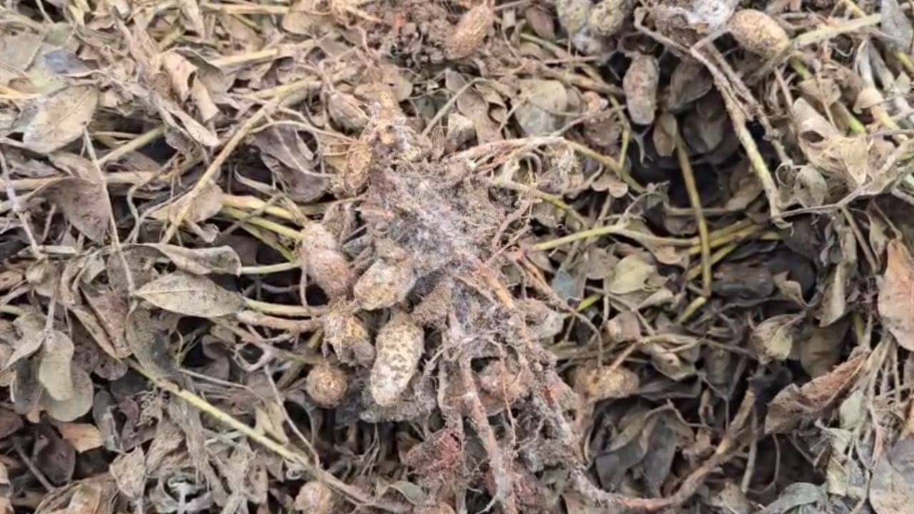 Junagadh : ધરતીપુત્રોને માવઠાનો માર ! કેશોદમાં ખેડૂતોએ અર્ધનગ્ન હાલતમાં નુકસાન વળતરની માગ સાથે કર્યો વિરોધ, જુઓ Video