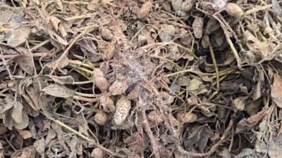 Junagadh : ધરતીપુત્રોને માવઠાનો માર ! કેશોદમાં ખેડૂતોએ અર્ધનગ્ન હાલતમાં નુકસાન વળતરની માગ સાથે કર્યો વિરોધ, જુઓ Video