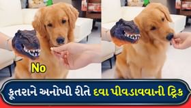 કૂતરાને દવા પીવડાવવાની અનોખી ટ્રિક, માલિકની હોશિયારી છવાઈ કૂતરાને દવા પીવડાવવાની અનોખી ટ્રિક, માલિકની હોશિયારી છવાઈ