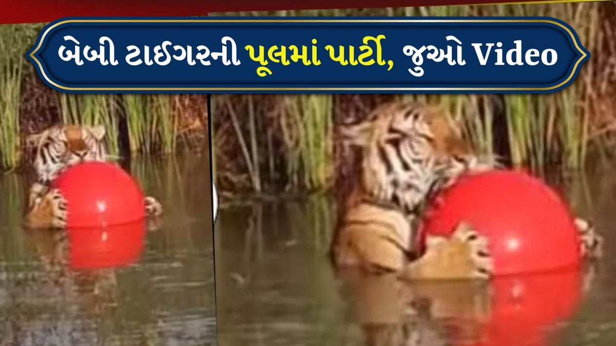 પૂલમાં બાળકની જેમ બોલથી રમતા જોવા મળ્યો વાઘ, વીડિયો જોયા પછી લોકોએ કરી રમુજી કોમેન્ટ્સ