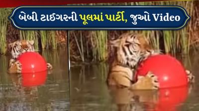પૂલમાં બાળકની જેમ બોલથી રમતા જોવા મળ્યો વાઘ, વીડિયો જોયા પછી લોકોએ કરી રમુજી કોમેન્ટ્સ