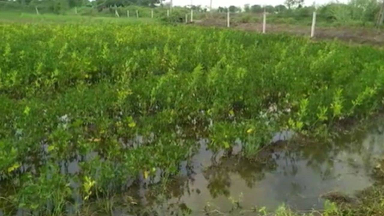 Rajkot : તાત પર ઘાત ! વરસાદ બંધ થયો છતા ધોરાજી પંથકના ખેતરોમાંથી નથી ઓસર્યા પાણી, ખેડૂતોની હાલાકી યથાવત,જુઓ Video