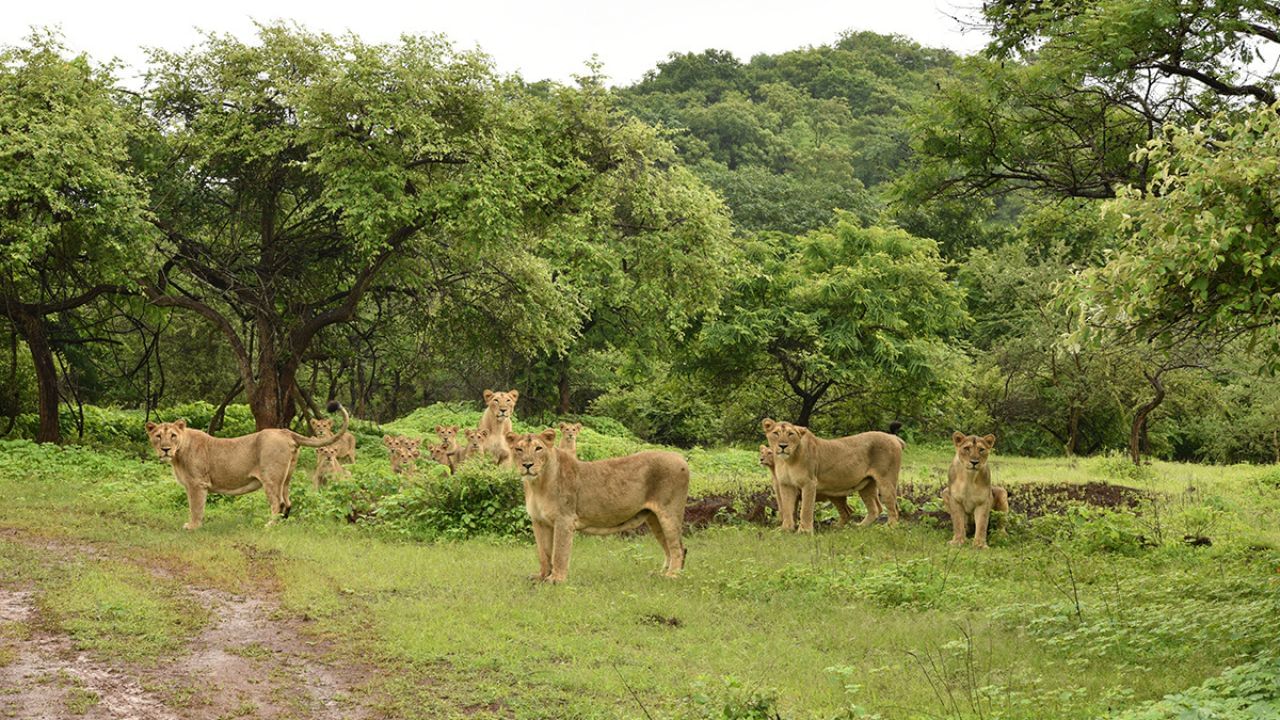 Sasan Gir (7)