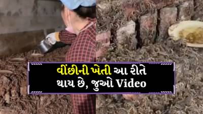 વીંછીની ખેતી... Video જોયા પછી લોકો ચોંકી ગયા, તમે કદાચ આવો નજારો નહીં જોયો હોય