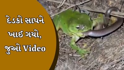 આ દેડકો ખૂબ જ ખતરનાક નીકળ્યો, તેણે સાપને ખાઈ લીધો, વીડિયો જોયા પછી તમે ચોંકી જશો