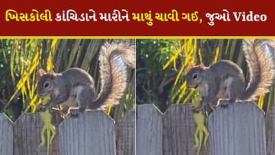 લો બોલો, ખિસકોલી રાક્ષસ નીકળી ! કાંચિડાને મારીને માથું ચાવી ગઈ, Video જોઈને ચોંકી જશો