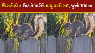 લો બોલો, ખિસકોલી રાક્ષસ નીકળી ! કાંચિડાને મારીને માથું ચાવી ગઈ, Video જોઈને ચોંકી જશો