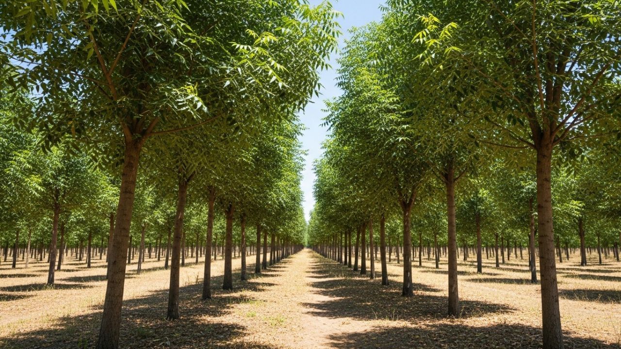 લીમડાના વૃક્ષને સદાબહાર માનવામાં આવે છે કારણ કે તે વર્ષભર લીલુંભરૂ રહે છે અને તેના પાંદડા સતત પર્યાવરણમાં પ્રાણવાયુ પુરું પાડવામાં સહાય કરે છે. પર્યાવરણવિદોના મત પ્રમાણે, આ વૃક્ષ કુદરતી હવા શુદ્ધિકરણની જેમ કાર્ય કરે છે. તે કાર્બન ડાયોક્સાઇડને શોષી ઓક્સિજનમાં પરિવર્તિત કરે છે અને ધૂળ, ધુમાડો તેમજ પ્રદૂષણને ઓછું કરવામાં મદદરૂપ બને છે. આવા વૃક્ષો આસપાસનું તાપમાન સંતુલિત રાખવામાં અને માનવીને તાજી હવા આપવામાં અગત્યની ભૂમિકા ભજવે છે. ( Credits: AI Generated )