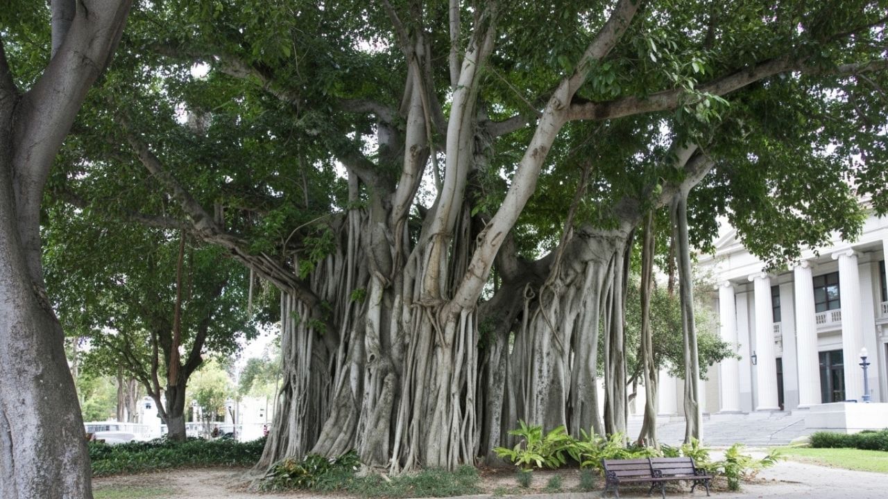 વડના વૃક્ષને ભારતનું રાષ્ટ્રીય વૃક્ષ માનવામાં આવે છે અને તેની ઊંચાઈ તથા વ્યાપક છાયાને કારણે તે ખૂબ જ વિશિષ્ટ ગણાય છે. તેનું ઓક્સિજન ઉત્પાદન વૃક્ષના કદ અને તેની છાંયડાની પહોચ પર આધારિત રહે છે, જેટલી મોટી તેની ડાળીઓ અને પાંદડાની સંખ્યા, તેટલો વધારે પ્રકાશસંશ્લેષણ અને પરિણામે વધારે ઓક્સિજન ઉત્પન્ન થાય છે. આ વૃક્ષ પર્યાવરણને ઠંડક પૂરી પાડે છે, હવા શુદ્ધ કરે છે અને જૈવવિવિધતાનું સંરક્ષણ કરવામાં મહત્વની ભૂમિકા ભજવે છે. (Credits: - Wikipedia)