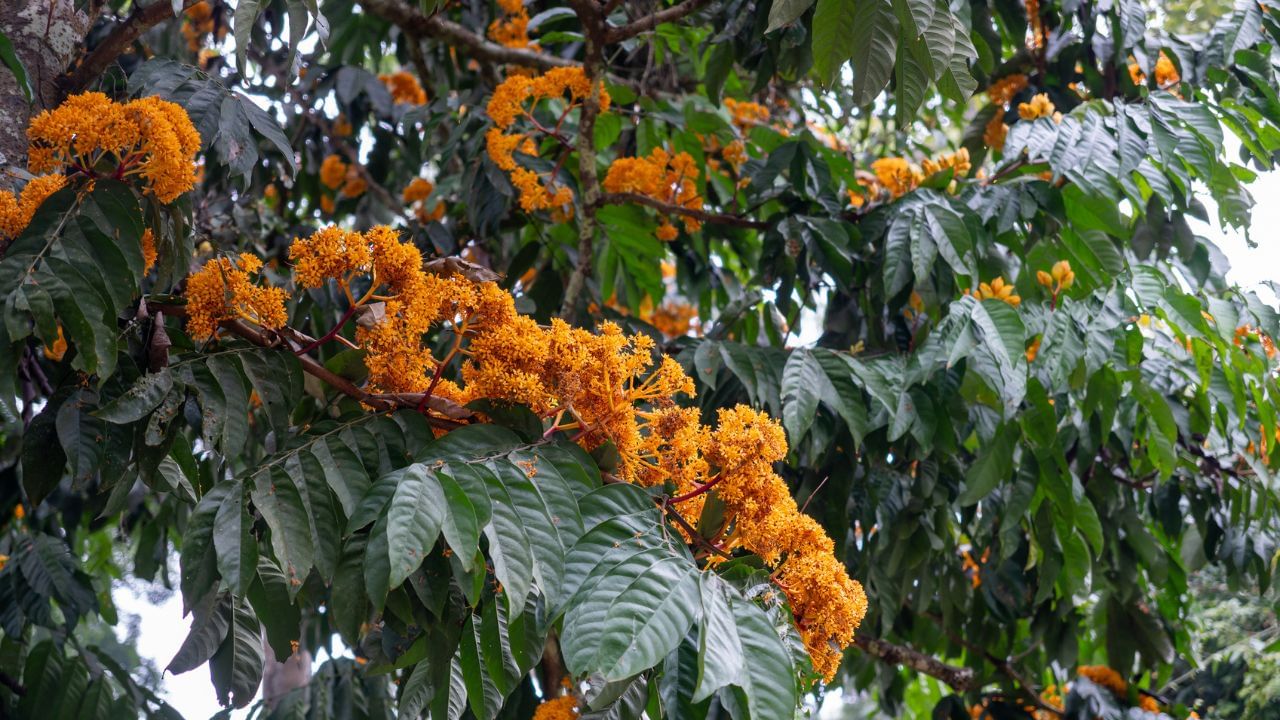 અશોકનું વૃક્ષ માત્ર હવા માટે ઓક્સિજન પૂરું પાડતું નથી, પરંતુ તે પર્યાવરણમાં સૌંદર્ય અને સુગંધ ઉમેરવાનું કામ પણ કરે છે. તેની શાખાઓ અને પાંદડાઓ દ્વારા છાયાં પૂરી પાડવામાં આવે છે, જ્યારે તેની સુંદર ફૂલો આસપાસનું વાતાવરણ સુગંધિત અને આકર્ષક બનાવે છે. આ કારણે, અશોક વૃક્ષ માત્ર પર્યાવરણીય લાભ માટે જ નહીં, પરંતુ નગરો, બગીચાઓ અને ઉદ્યોગો માટે પણ જંગલની તાજગી અને સૌંદર્ય વધારવા માટે મહત્વપૂર્ણ માનવામાં આવે છે. ( નોંધ: અહીં આપવામાં આવેલી માહિતી પબ્લિક ડોમેન પરથી લેવામાં આવી છે, જે ફક્ત તમારી જાણકારી માટે છે.) (Credits: - Wikipedia)