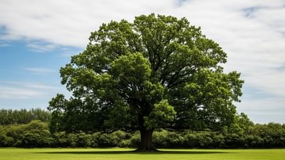 હકીકતમાં, ચોક્કસપણે એવું કહેવું મુશ્કેલ છે કે કયું વૃક્ષ સૌથી વધુ ઓક્સિજન ઉત્પન્ન કરે છે. ઓક્સિજનનું ઉત્પાદન ઘણા પરિબળો પર આધારિત છે, જેમ કે વૃક્ષની જાતિ, તેનું કદ, પાંદડાઓની સંખ્યા, ઉંમર અને તે જે પર્યાવરણમાં ઉગે છે તે પરિસ્થિતિ. ઉદાહરણ તરીકે, મોટા અને ઘન પાંદડાવાળા વૃક્ષો સામાન્ય રીતે વધુ પ્રકાશસંશ્લેષણ કરે છે અને તેથી વધુ ઓક્સિજન ઉત્પન્ન કરે છે, પરંતુ દરેક સ્થળે પરિણામો અલગ હોઈ શકે છે. ( Credits: AI Generated )