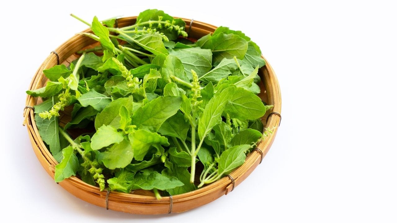 Tulsi Farming : તુલસી માત્ર સ્વાસ્થ્ય માટે જ નહીં, મોટી કમાણી પણ કરાવશે.. - Gujarati News | Health Business Tulsi Farming for Financial Growt - Health Business Tulsi Farming for Financial Growt | TV9 Gujarati