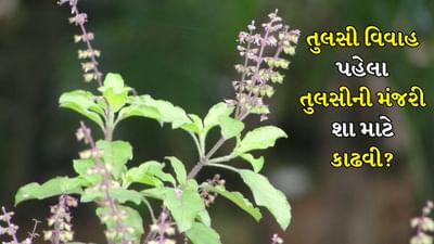 આ વર્ષે તુલસી વિવાહ કાર્તિક મહિનાના દ્વાદશી એટલે કે 2 નવેમ્બરના રોજ આવે છે. દ્વાદશી 2 નવેમ્બરના રોજ સવારે 7:31 વાગ્યે શરૂ થાય છે અને 3 નવેમ્બરના રોજ સવારે 5:07 વાગ્યે સમાપ્ત થાય છે.