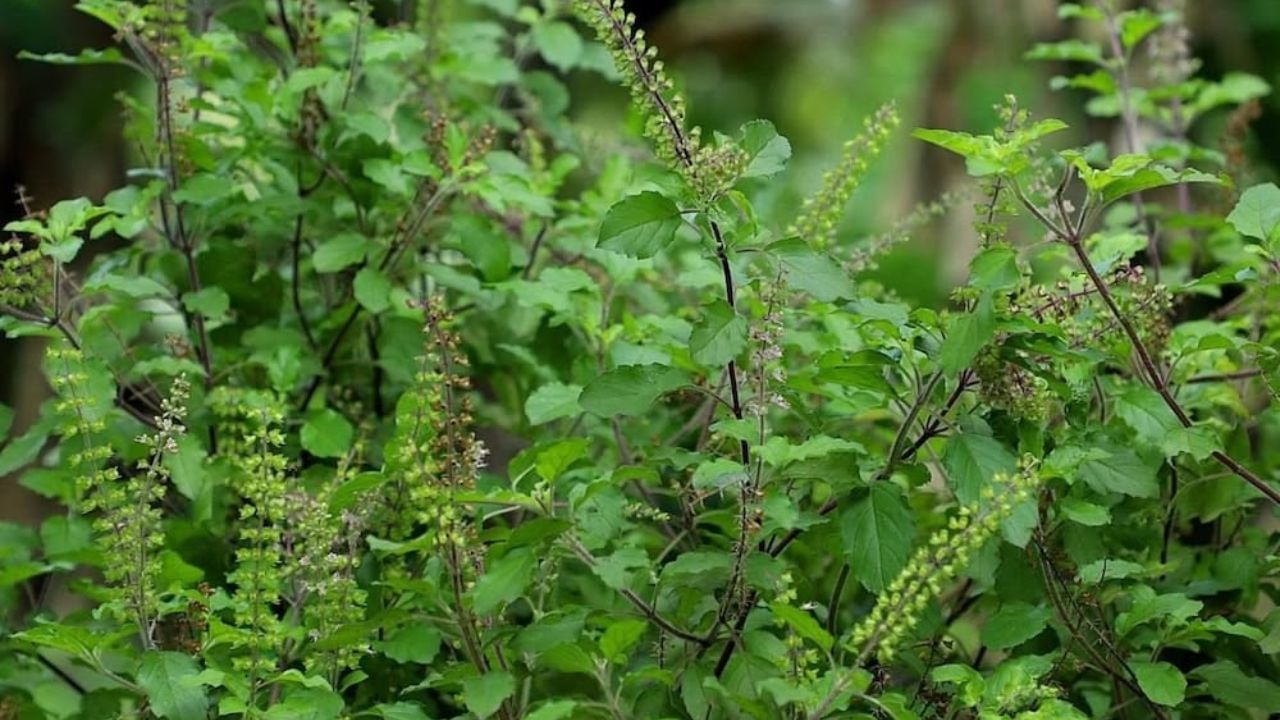 તુલસી વિવાહ એ તુલસીના છોડ અથવા દેવી તુલસીનો ભગવાન વિષ્ણુ અથવા તેમના અવતાર ભગવાન કૃષ્ણ સાથે ધાર્મિક લગ્ન છે. તુલસીને દેવી વૃંદાનું સ્વરૂપ માનવામાં આવે છે અને શાલિગ્રામને ભગવાન વિષ્ણુનું સ્વરૂપ માનવામાં આવે છે.