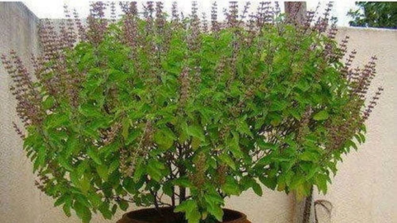 એવું કહેવાય છે કે તુલસીના છોડમાં જેટલી ઓછી મંજરી હશે, તેટલો જ તુલસી દેવીને વધુ ફાયદો થશે. તુલસીના છોડ પર મંજરી દેખાવાનો અર્થ એ છે કે તેને દુખાવો થવા લાગ્યો છે. જેટલી વધુ મંજરી હશે, તેટલી જ તેને દુખાવો થશે. જો મંજરી દૂર કરવામાં આવે તો દુખાવો ઓછો થઈ જશે.