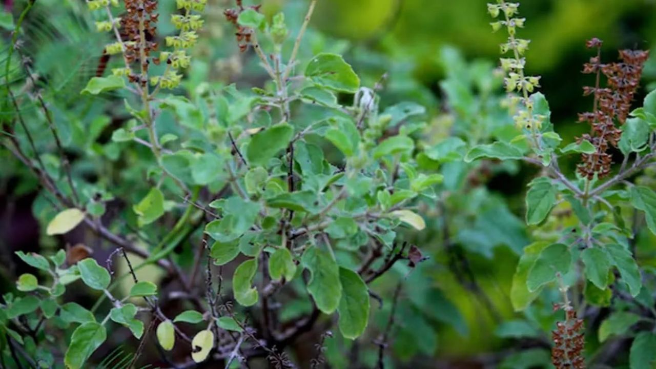 તુલસી વિવાહ પૂજા વિધિઓ: દ્રિક પંચાંગમાં કહેવામાં આવ્યું છે કે ભક્તે તુલસીના છોડને ત્રણ મહિના પહેલા જ પાણી આપવું, પૂજા કરવી અને તેનું પાલન-પોષણ કરવું જોઈએ. તોરણ (સ્થાપત્ય મંડપ) લગ્નના શુભ સમયે, જેમ કે પ્રબોધિની એકાદશી, ભીષ્મ પંચક અથવા જ્યોતિષશાસ્ત્ર અનુસાર બનાવવું જોઈએ. ત્યારબાદ ભગવાન ગણેશ સાથે ચાર બ્રાહ્મણોની પૂજા કરો.