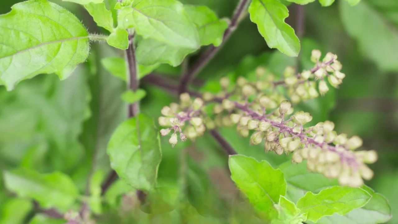 તુલસી વિવાહ વિધિઓ અનુસાર સાંજના સમયે વર ભગવાન વિષ્ણુની પૂજા કરો. દેવી તુલસીનું કન્યાદાન (ભેટ) કરો. પછી કુશકંડી હવન (અગ્નિ વિધિ) કરો અને અગ્નિની પરિક્રમા કરો. કપડાં અને ઘરેણાં દાન કરો. તમારી શ્રદ્ધા મુજબ બ્રાહ્મણો માટે ભોજન સમારંભનું આયોજન કરો. બ્રાહ્મણોને વિદાય આપ્યા પછી, તમારું પોતાનું ભોજન લો. આ રીતે ઉપવાસની પ્રસ્તાવનામાં વર્ણવેલા સરળ તુલસી વિવાહ વિધિ પૂર્ણ થશે.