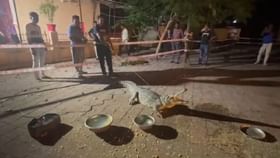 ગાજરાવાડી વિસ્તારમાં 7 ફૂટનો મગર દેખાતા લોકોમાં ભયનો માહોલ