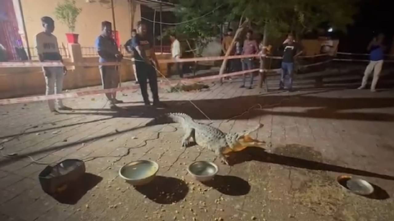 Vadodara : ગાજરાવાડી વિસ્તારમાં 7 ફૂટનો મગર દેખાતા લોકોમાં ભયનો માહોલ, જુઓ Video