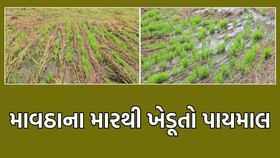 વલસાડમાં માવઠાએ વેર્યો વિનાશ, ખેડૂતોની તૈયાર ડાંગરમાં પેસી ગયો સડો
