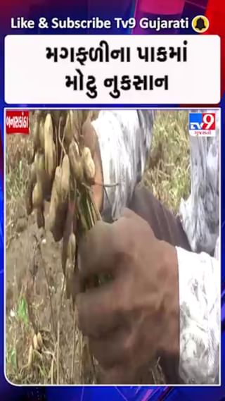 બનાસકાંઠામાં કમોસમી વરસાદથી બટાકા અને મગફળીની ખેતી બરબાદ