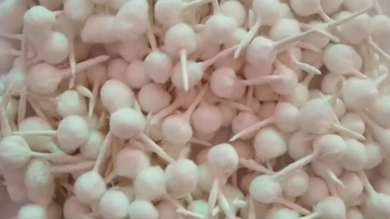 દીવાની વાટ બનાવવા માટે એક કિલોગ્રામ કપાસની કિંમત આશરે ₹120 થી ₹150 છે, જ્યારે ઘી અથવા તેલની કિંમત ₹50 થી ₹100 છે. વધુમાં પેકિંગ સામગ્રીની કિંમત આશરે ₹50 છે. કુલ અંદાજિત કિંમત આશરે ₹220 થી ₹300 છે. એક કિલોગ્રામ કપાસમાંથી આશરે 800 થી 1,000 દીવાની વાટ બનાવી શકાય છે. 100 વાટના દરેક પેક તમે ₹20 થી ₹30 માં વેચી શકો છો. 