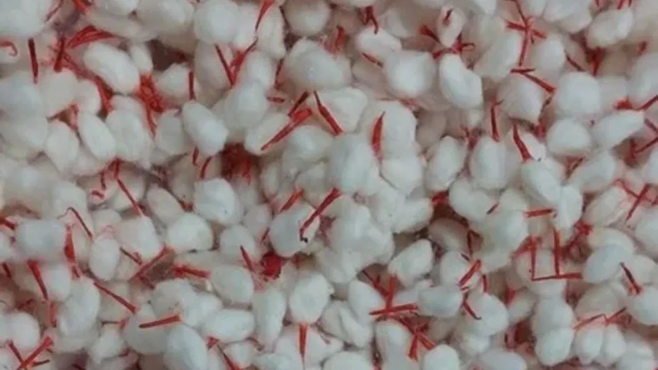 દીયા બત્તી બનાવવાની પ્રક્રિયાની વાત કરીએ તો, સૌથી પહેલા કપાસને નાના ટુકડામાં કાપો. હવે તેને આકાર આપવામાં સરળતા રહે તે માટે તેને પાણીથી ભીનું કરી નાખો. હવે તમારી આંગળીઓથી તેને દીવાની બત્તીનો આકાર આપો. આ વાટને સ્વચ્છ કપડા પર મૂકો અને થોડા કલાક સુધી સૂકવવા દો. આ પ્રક્રિયા માટે ન તો મશીનની જરૂર છે અને ન તો કોઈ ચોક્કસ જગ્યાની જરૂર છે. તમે તમારા રસોડામાં અથવા તમારા ઘરના કોઈપણ ખાલી ખૂણામાં આ કામ આરામથી કરી શકો છો.