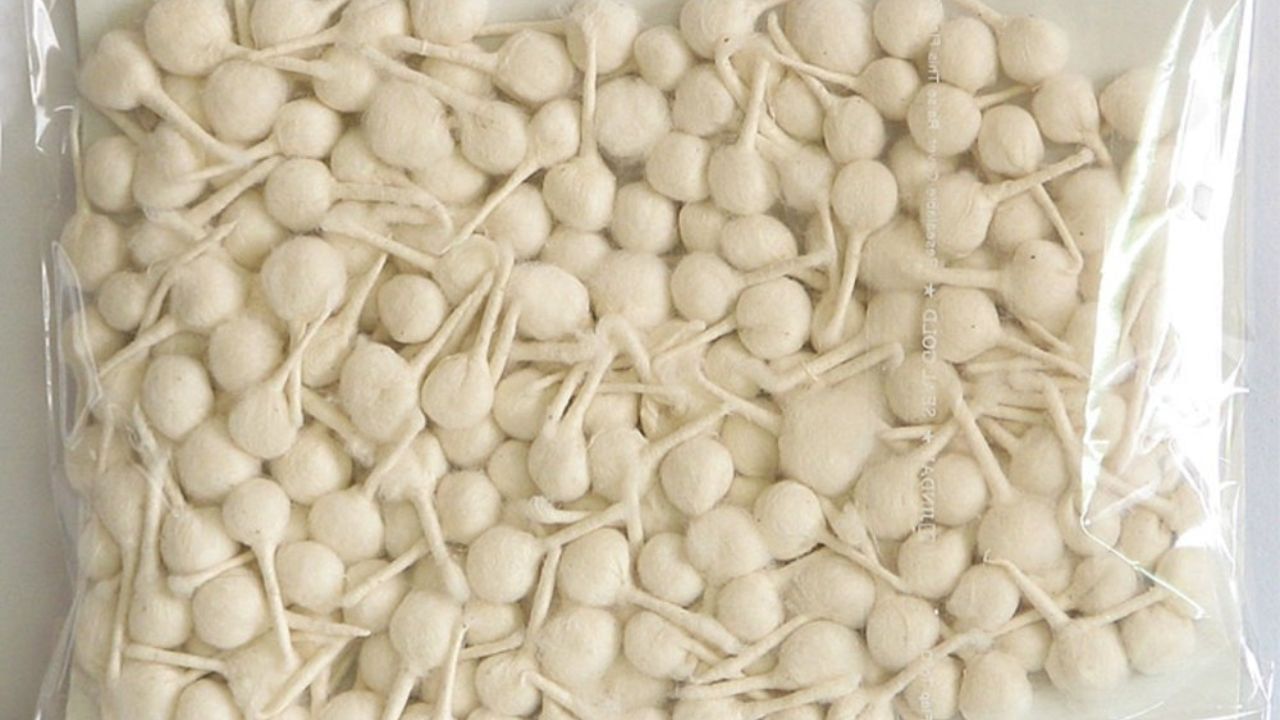 જો તમે ઓછી કિંમતે ઘરેલુ વ્યવસાય શરૂ કરવા માંગતા હોવ, તો દીયા બત્તી બનાવવાનો વ્યવસાય તમારા માટે એક શ્રેષ્ઠ વિકલ્પ છે. તમે કપાસ, પાણી અને ઘી/તેલથી આ વ્યવસાય શરૂ કરી શકો છો. દિવેટ બનાવવા માટેની મહત્વપૂર્ણ સામગ્રી કપાસ છે. 