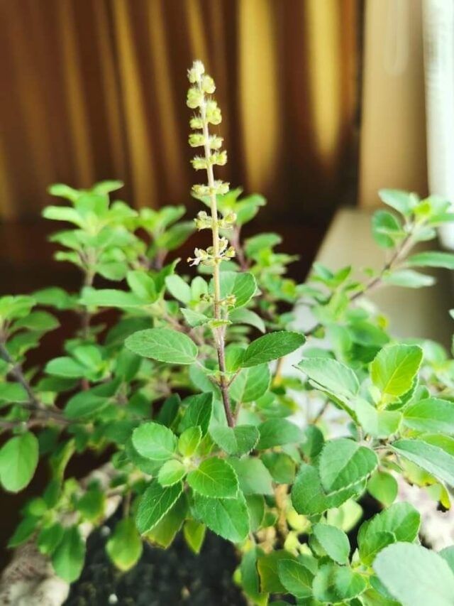 સ્વાસ્થ્ય માટે જ નહીં કમાણી માટે પણ તુલસી છે આશીર્વાદ, જાણો