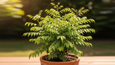 આપણે સૌ કોઈ ઘરમાં નાના નાના છોડ લગાવતા હોઈએ છે, ત્યારે તે છોડને લઈને પણ વાસ્તુશાસ્ત્રમાં ઘણી બાબતો જણાવવામાં આવી છે. તેમા પણ રોજિંદા જીવનમાં વપરાતા મીઠા લીમડાના છોડને લોકો ઘરમાં જ ઉગાડે છે. ત્યારે શું ઘરમાં મીઠો લીમડો ઉગાડવો શુભ છે કે અશુભ ચાલો જાણીએ