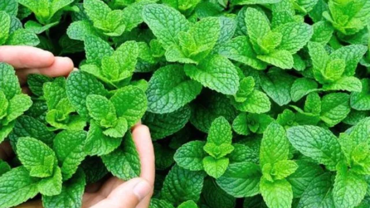 ફૂદીનો પેટના સ્નાયુઓને આરામ આપે છે અને કુદરતી રીતે ગેસ બહાર કાઢવામાં મદદ કરે છે. ફુદીનાની ચા પીવાથી અથવા ફુદીનાના પાન ચાવવાથી ઝડપી રાહત મળે છે.