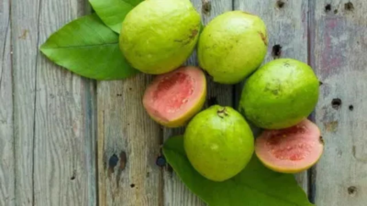 વધુમાં, તેના એન્ટીઑકિસડન્ટ શરીરને નુકસાનકારક કણોથી રક્ષણ આપે છે, જે ઘણા રોગનું કારણ બની શકે છે. તેના સ્વાસ્થ્ય લાભ હોવા છતાં, શું તમે જાણો છો કે કેટલાક લોકો માટે, જામફળ ખાવાનું ફાયદાકારક હોવાને બદલે નુકસાનકારક હોઈ શકે છે? આવા વ્યક્તિઓએ ભૂલથી પણ જામફળ ખાવાનું ટાળવું જોઈએ? ચાલો આવા 5 લોકો વિશે જાણીએ.