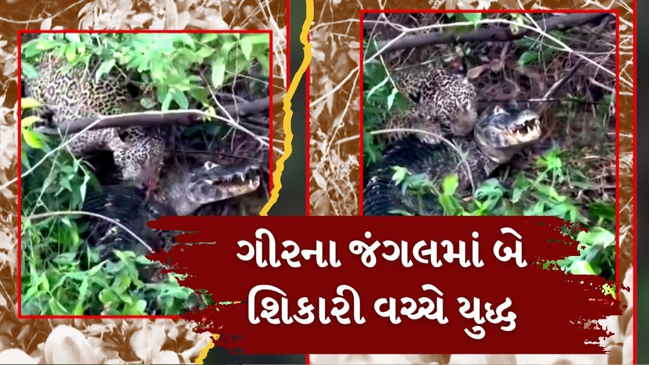 ગીર સોમનાથ: જંગલમાં દીપડા વિરુદ્ધ મગરની લડાઈનો વાયરલ વીડિયો