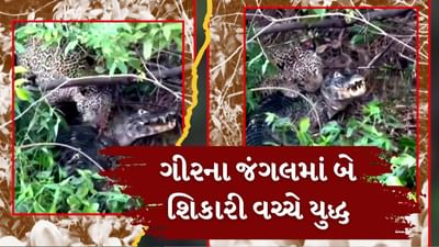 ગીર સોમનાથ: જંગલમાં દીપડા વિરુદ્ધ મગરની લડાઈનો વાયરલ વીડિયો