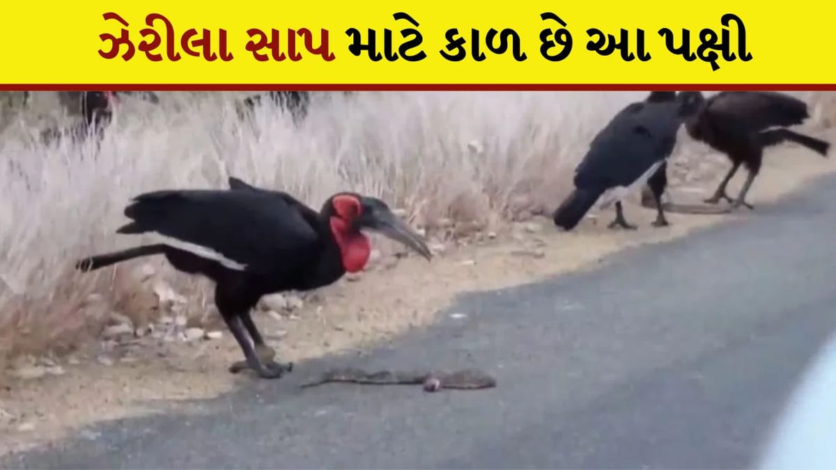 Shocking Video: ઝેરીલા સાપ માટે કાળ છે આ પક્ષી, વિશ્વાસના હોય તો viral video જ જોઈ લો