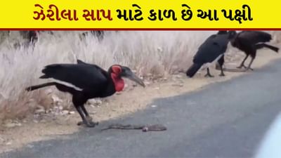 Shocking Video: ઝેરીલા સાપ માટે કાળ છે આ પક્ષી, વિશ્વાસના હોય તો viral video જ જોઈ લો