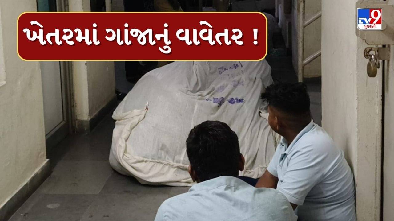 Sabarkantha : ઈડરના ઉમેદપુરા ગામેથી ઝડપાયું ગાંજાનું વાવેતર, ખેતર માલિક સહિત 2 લોકોની ધરપકડ, જુઓ Video