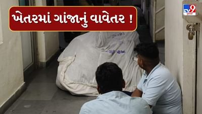 Sabarkantha : ઈડરના ઉમેદપુરા ગામેથી ઝડપાયું ગાંજાનું વાવેતર, ખેતર માલિક સહિત 2 લોકોની ધરપકડ, જુઓ Video