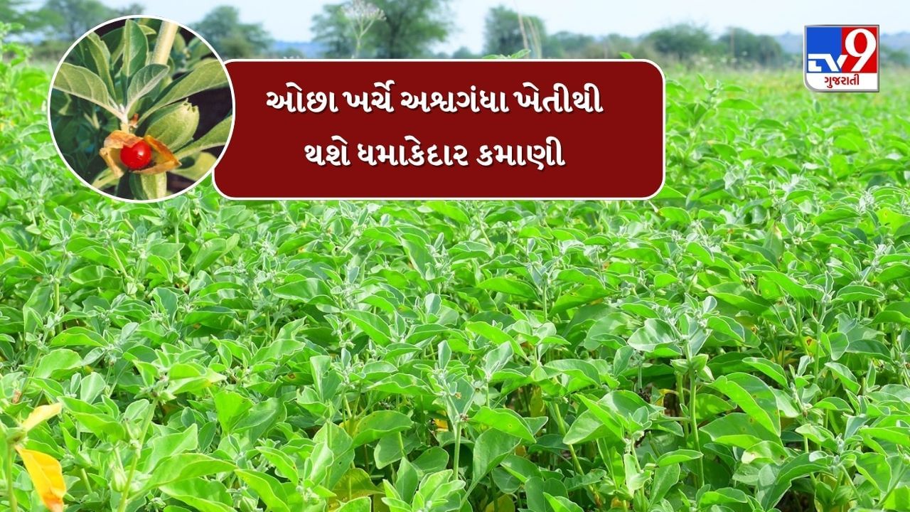 ખેતરમાં ઓછા ખર્ચે કરો અશ્વગંધાનું વાવેતર, જોરદાર થશે કમાણી