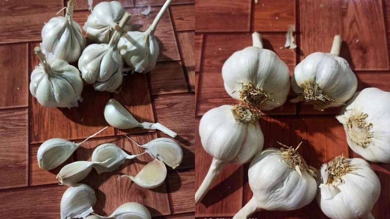 જો તમે શિયાળામાં પણ વજન ઘટાડવા માંગતા હોવ, તો લસણ તમારા માટે ખૂબ જ ફાયદાકારક સાબિત થઈ શકે છે. તે શરીરનું મેટાબોલિઝમ વધારે છે અને ચરબી બર્ન કરવામાં મદદ કરે છે. સવારે ખાલી પેટે નવશેકા પાણી અને લીંબુ સાથે લસણનું સેવન કરવાથી વધુ સારા પરિણામો મળે છે.